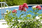 Отель Clarion Hotel Hirschen Freiburg Отель Clarion Hotel Hirschen Freiburg