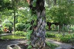 Отель Pinnacle Satun Hotel Отель Pinnacle Satun Hotel