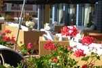 Отель Hotel Airone Отель Hotel Airone