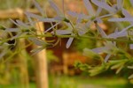 Гостевой дом Mountain Blues Cottage Гостевой дом Mountain Blues Cottage