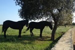 Отель Masseria Autigne Отель Masseria Autigne