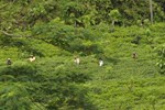 Отель Diyaulpath Tea Garden Resort Отель Diyaulpath Tea Garden Resort