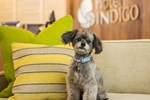 Отель Hotel Indigo Miami Dadeland Отель Hotel Indigo Miami Dadeland