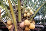 Гостевой дом Pesona Terrace Ubud Гостевой дом Pesona Terrace Ubud