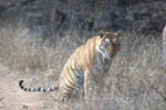 Мини-отель Green View Ranthambhore Мини-отель Green View Ranthambhore