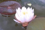 Мини-отель La Parenthèse Normande Мини-отель La Parenthèse Normande