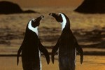 Гостевой дом Penguinden Гостевой дом Penguinden
