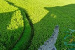 Гостевой дом Dukuh Village Homestay Гостевой дом Dukuh Village Homestay