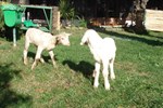 Отель Agriturismo La Vecchia Dolceacqua Отель Agriturismo La Vecchia Dolceacqua