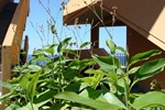 Апартаменты Residence Pietre Bianche Апартаменты Residence Pietre Bianche