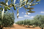 Гостевой дом Le Mas de la Verrerie Гостевой дом Le Mas de la Verrerie