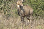 Отель Hammir Wildlife Resort Отель Hammir Wildlife Resort