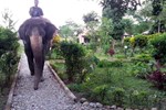 Отель Chitwan Safari Camp & Lodge Отель Chitwan Safari Camp & Lodge