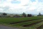 Отель Teras Subak Jatiluwih Отель Teras Subak Jatiluwih