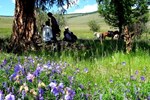 Гостевой дом Top Tour & Guesthouse Mongolia Гостевой дом Top Tour & Guesthouse Mongolia