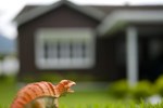 Апартаменты Little Brown House Vacation Home Апартаменты Little Brown House Vacation Home