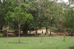 Отель Nicoya Safari Resort Отель Nicoya Safari Resort