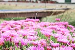 Отель Albufera Medio Mundo Bungalows y Camping Отель Albufera Medio Mundo Bungalows y Camping