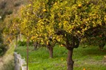 Апартаменты Finca La Herradura Апартаменты Finca La Herradura