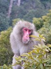 Японская дикая обезьяна в лесу на горе Мисен, остров Миядзима
