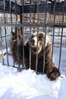 Медведь в зоопарке в Абзаково