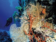 Кораллы в Красном море, Нувейба