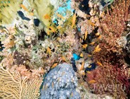 Подводный мир Красного моря, Нувейба