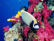 Подводный мир Красного моря, Нувейба