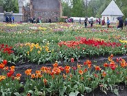 Фестиваль весенних тюльпанов в пригороде Вильнюса