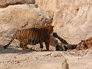 Храм для тигров - играющие тигры ©Kitya Karlson