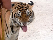 Храм для тигров - он чем-то недоволен? ©Kitya Karlson