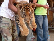 Храм для тигров - тигрёнок ©Kitya Karlson
