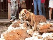 Храм для тигров - тигрёнок ©Kitya Karlson