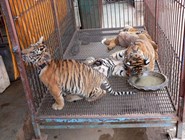 Храм для тигров - тигрята ©Kitya Karlson