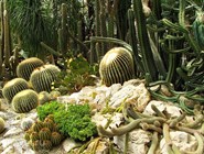Коллекция кактусов в Никитском ботаническом саду