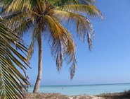 Пальма на побережье, Кайо-Гильермо