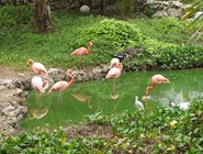 Фламинго на Кайо-Гильермо