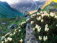 вечнозеленые кусты кавказского рододендрона