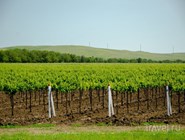 Виноградники "Фанагории" рядом с поселком