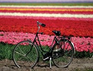 Цветочные поля и велосипед