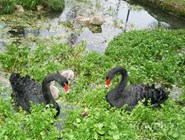 Лебеди в Приморском парке