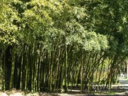 Бамбуковая роща в Пицунде