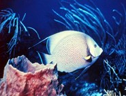 Коралловая рыбка