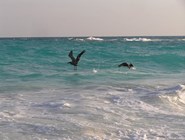 Пеликаны у берегов Кайо-Ларго
