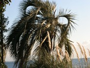 пальмы на побережье Абхазии