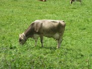 Швейцарская корова