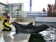 Выступление дельфинов в Карадагском дельфинарии