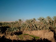 Вид на пальмовый сад в Фарафре