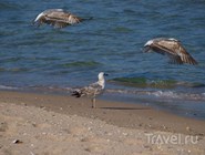 Песчано-ракушечный пляж, Приморско, Болгария