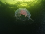 Медуза в Белом море